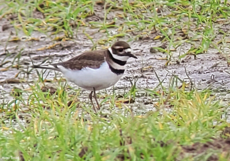 Un Gravelot kildir découvert près de Guissény