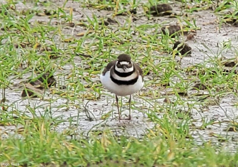 Un visiteur nord-américain dans le Finistère