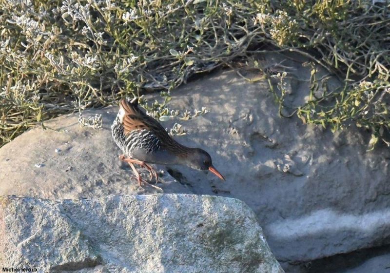 Râle d&rsquo;eau à Carolles