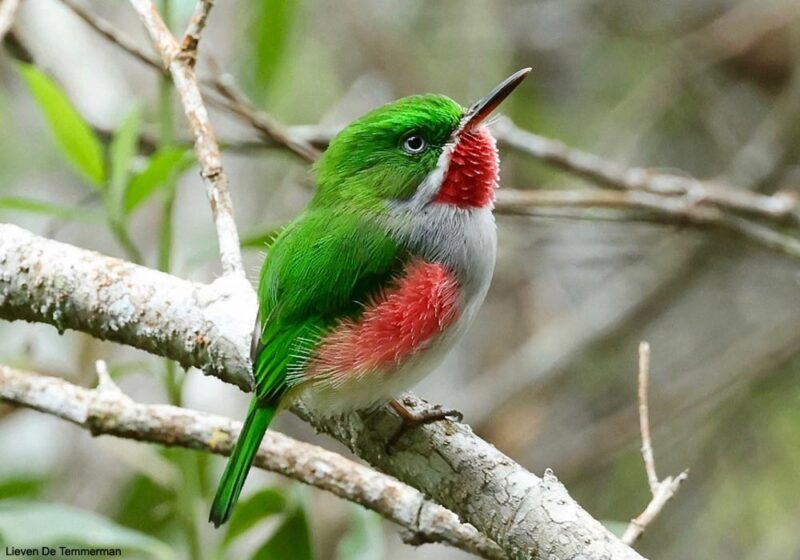 Séjour en République Dominicaine en 2022, à la recherche des oiseaux endémiques d’Hispaniola