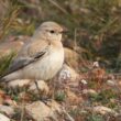 Traquet du désert femelle en Provence