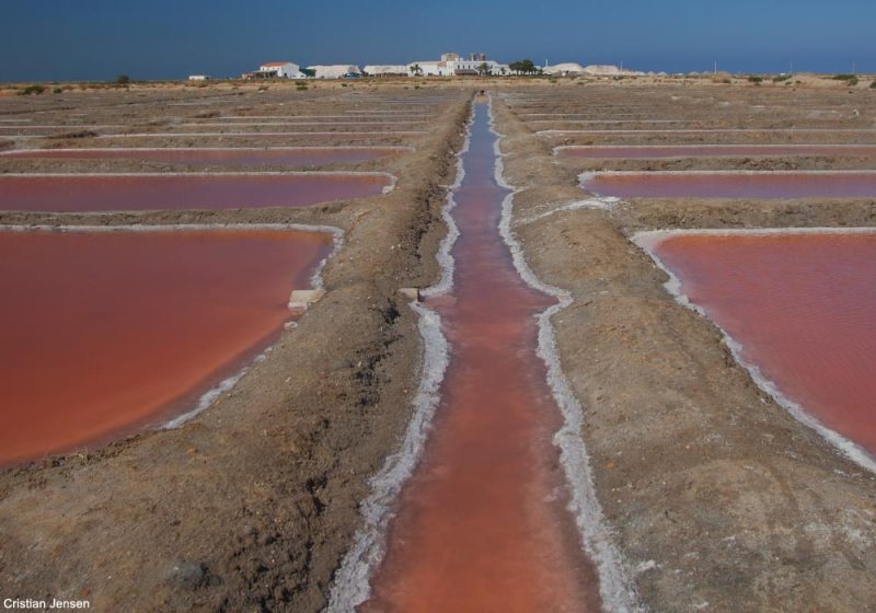 Les salines de la Trinitat, dans le delta de l’Èbre (Espagne) : du sel, des Flamants roses et des Goélands d’Audouin