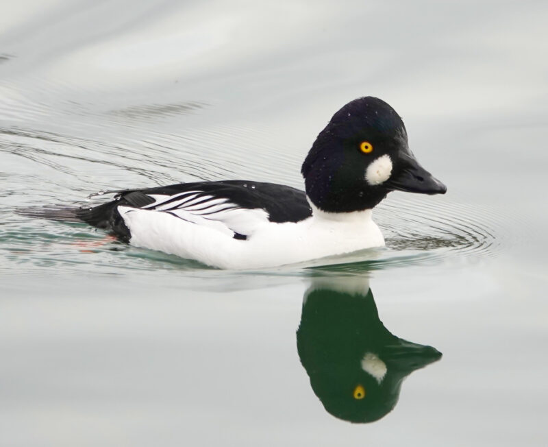 Garrot à œil d&rsquo;or dans la boucle de Poses