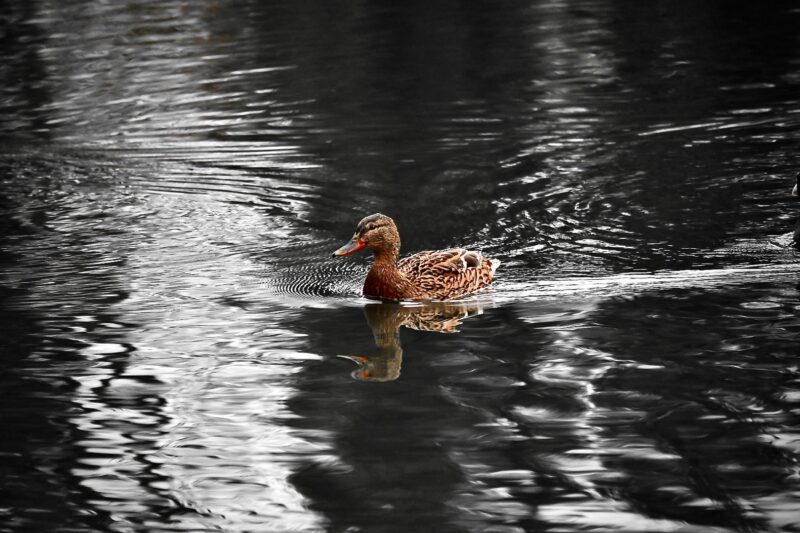 Le canard du lac