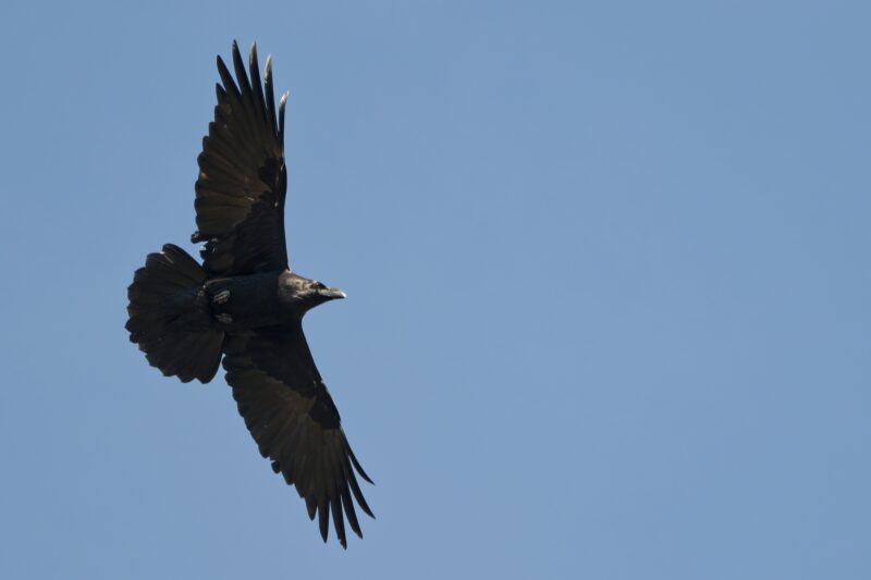 Corneille noire aux Eyzies