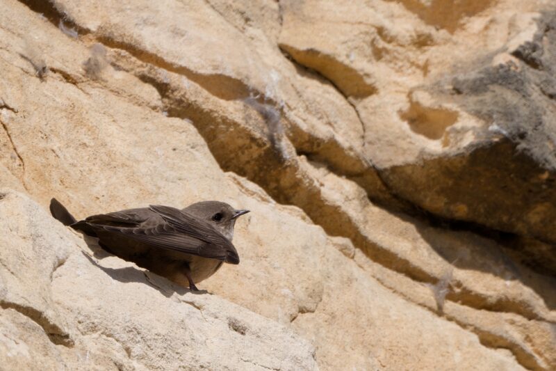 Hirondelle de rochers en Dordogne