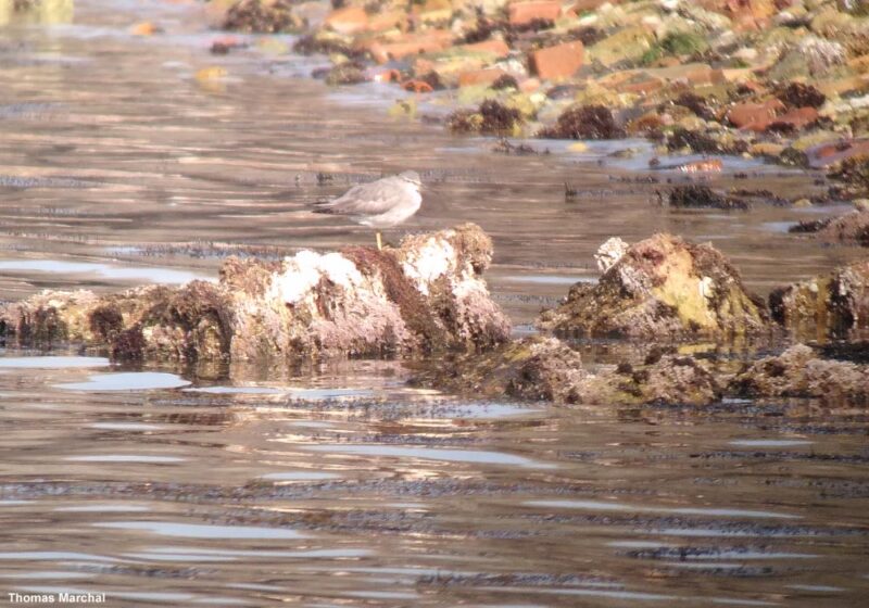 Une première donnée française : un Chevalier de Sibérie découvert dans l’Hérault en février 2023