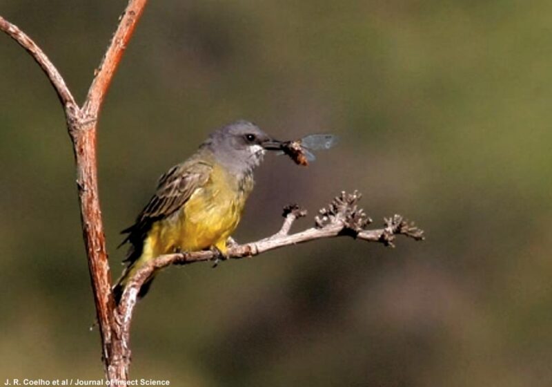 Plusieurs espèces d’oiseaux peuvent voler des proies à des guêpes