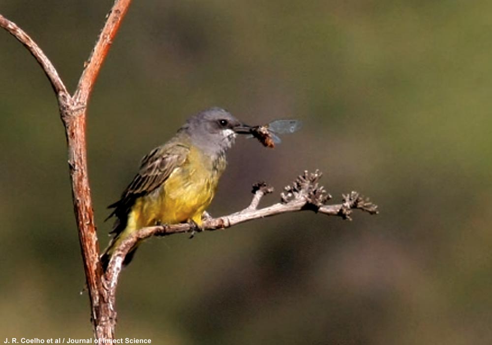 Tyran de Cassin (Tyrannus vociferans)