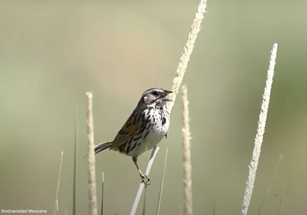 Bruant des sierras (Xenospiza baileyi)