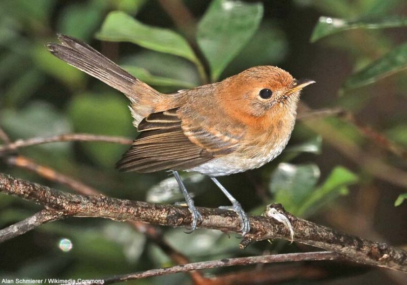 La situation du Monarque d’Oahu s’améliore grâce à sa capacité d’adaptation et au contrôle du nombre de rats