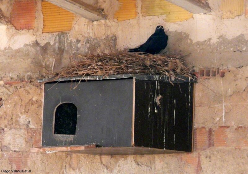 Des Effraies des clochers et des Craves à bec rouge utilisent les mêmes nichoirs en Espagne