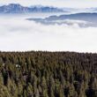 Observer les oiseaux sur la montagne du Semnoz, un écrin de nature près d’Annecy (Haute-Savoie)