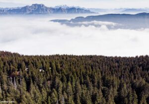 Vue sur les grands forêts de conifères de la montagne du Semnoz (Haute-Savoie)