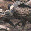 Un visiteur africain parmi les vautours des gorges de la Jonte (Lozère) depuis janvier 2023