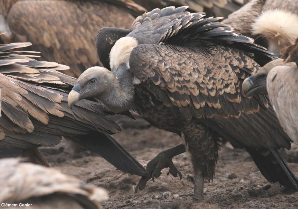 Vautour de Rüppell (Gyps rueppellii) adulte