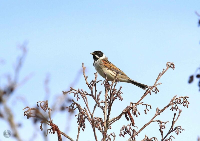 Bruant des roseaux mâle