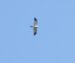 2-Busard Saint-Martin | Circus cyaneus | Northern Harrier