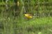 1-Bergeronnette des Balkans | Motacilla flava feldegg | Black-headed Wagtail