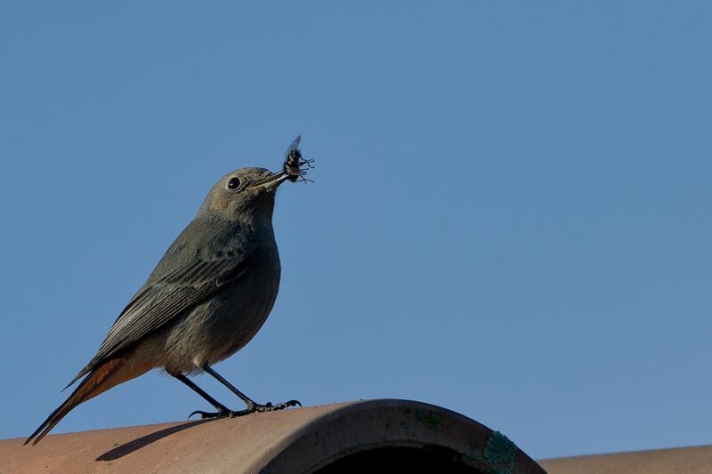 Rougequeue noir dans les Alpilles