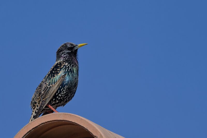 Étourneau sansonnet dans les Alpilles