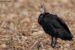 1-Ibis chauve | Geronticus eremita | Northern Bald Ibis