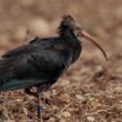 Ibis chauve en Isère