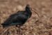 1-Ibis chauve | Geronticus eremita | Northern Bald Ibis