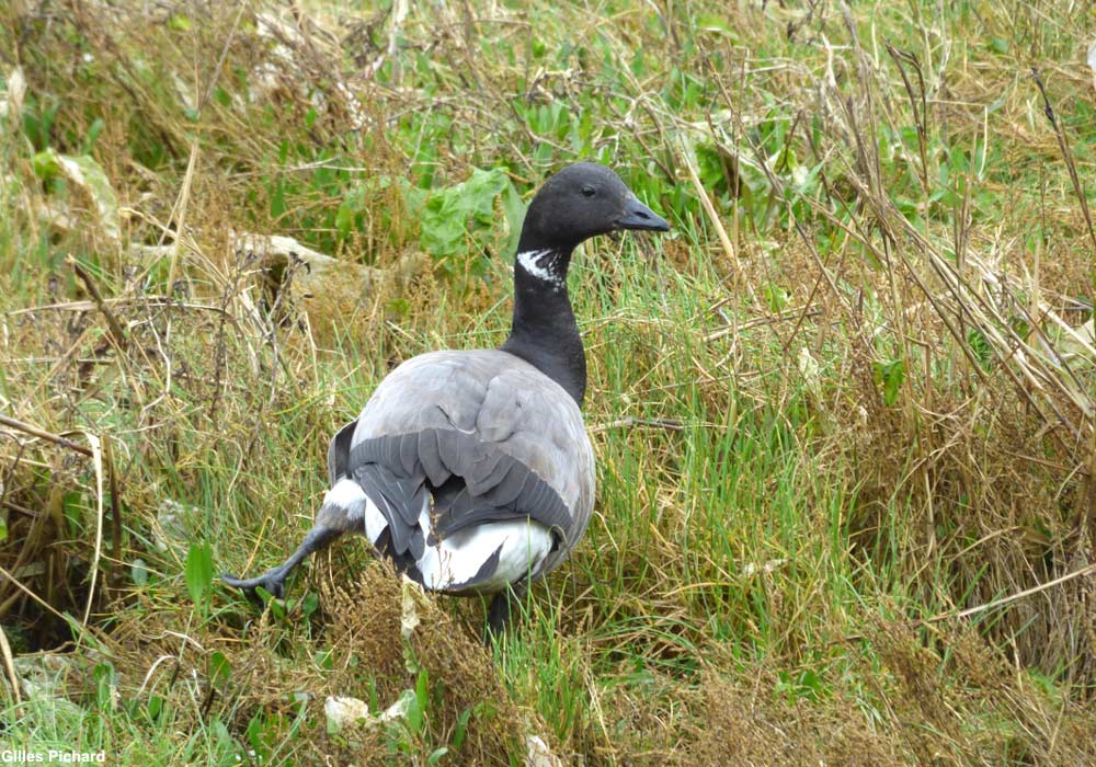 Bernache cravant (Branta bernicla) apparemment blessée