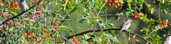 Moineaux domestiques (Passer domesticus) posés dans un Églantier des chiens (Rosa canina)