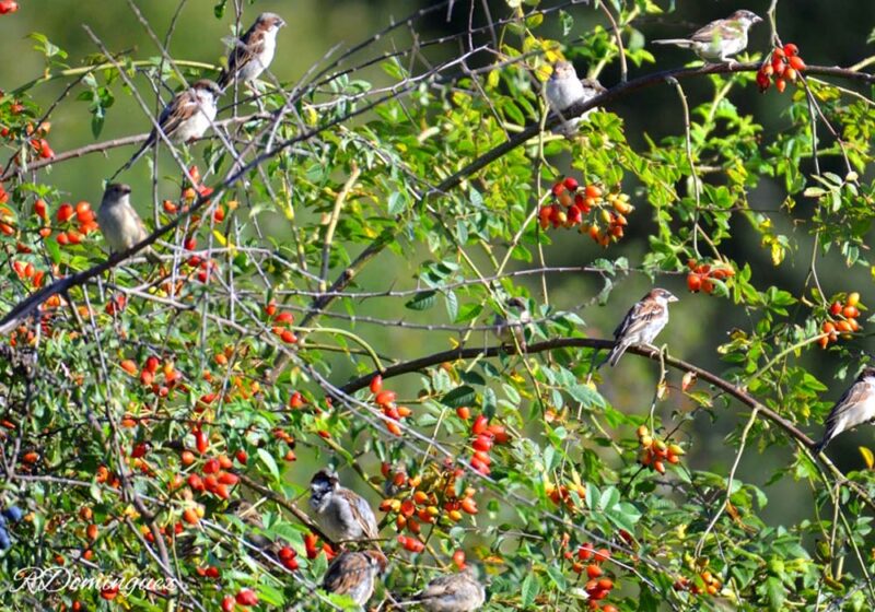 Conseils pour aménager son jardin pour les oiseaux