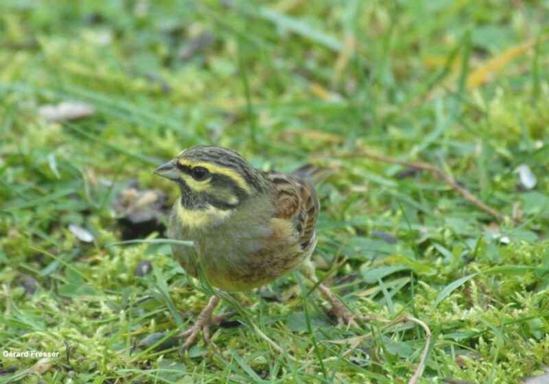 Bruant zizi mâle à la mangeoire