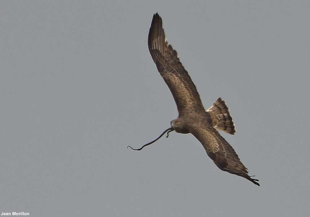 Circaète Jean-le-Blanc (Circaetus gallicus)