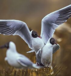 32ème Festival de l’Oiseau et de la Nature