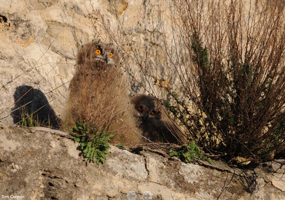 Poussins de Grands-ducs d'Europe (Bubo bubo)