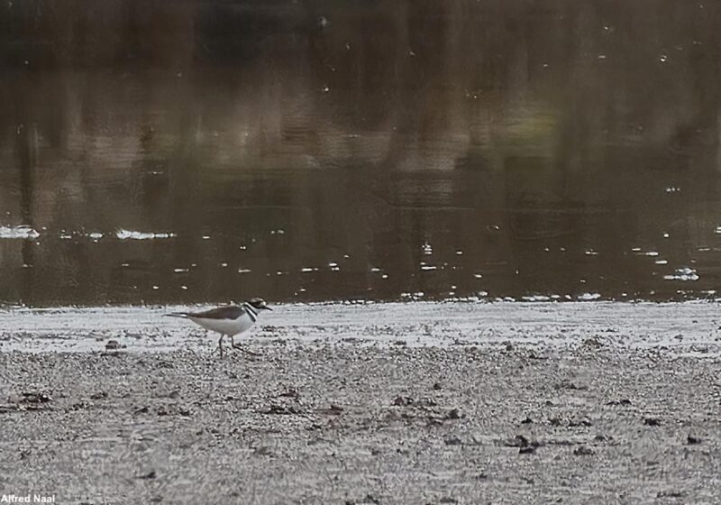 Gravelot kildir sur l&rsquo;étang du Malsaucy (Territoire-de-Belfort)