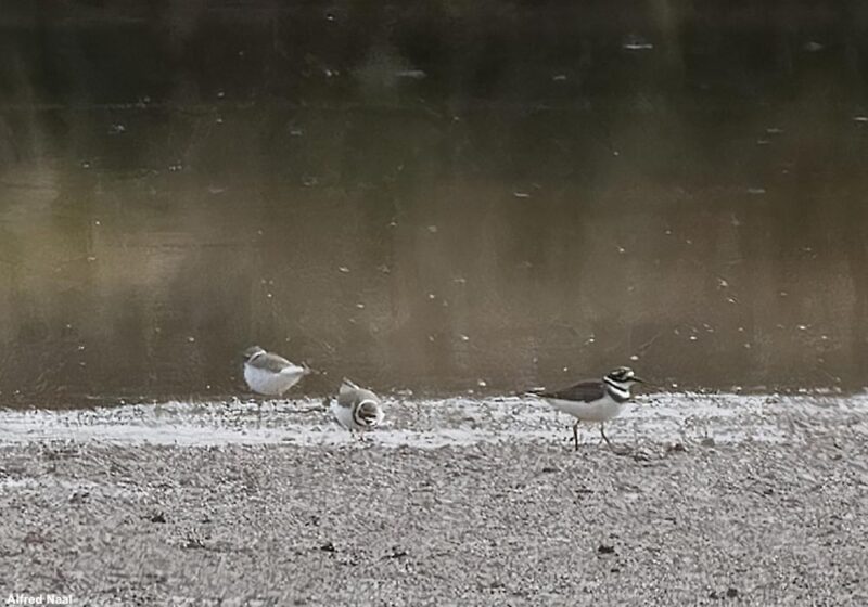 Gravelot kildir et Petits Gravelots dans l&rsquo;est de la France