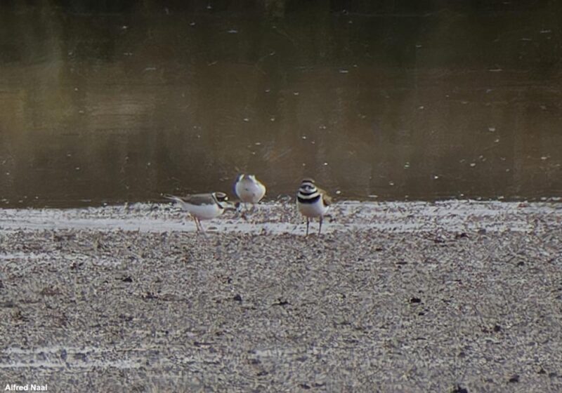 Gravelot kildir et Petits Gravelots dans le Territoire-de-Belfort