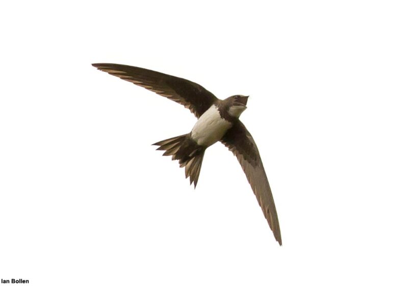 Afflux record de Martinets à ventre blanc dans les îles Britanniques en mars 2023