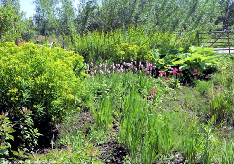 Créer un mini-marais pour les oiseaux dans un jardin