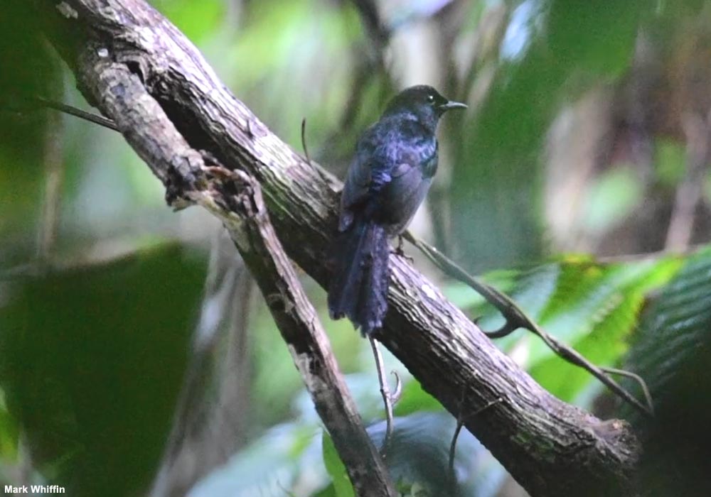 Shama de Cebu (Kittacincla cebuensis)