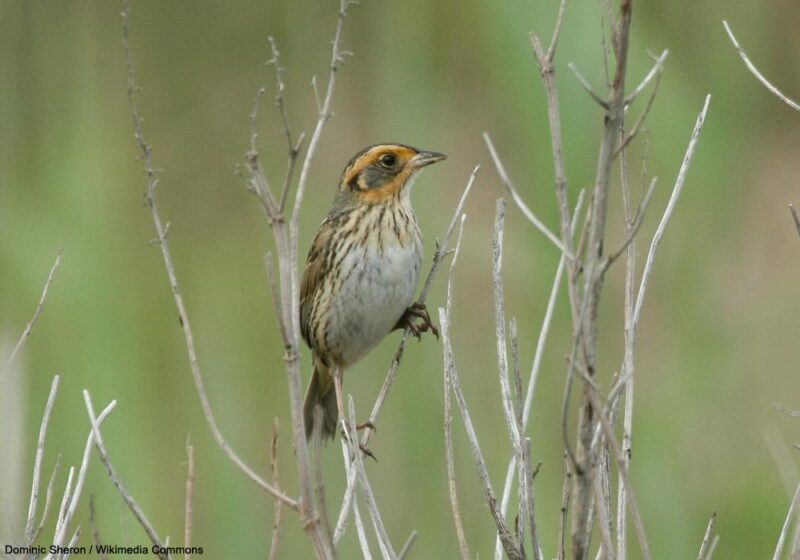 Des Cerfs de Virginie mangent des œufs d’oiseaux dans le nord-est des États-Unis
