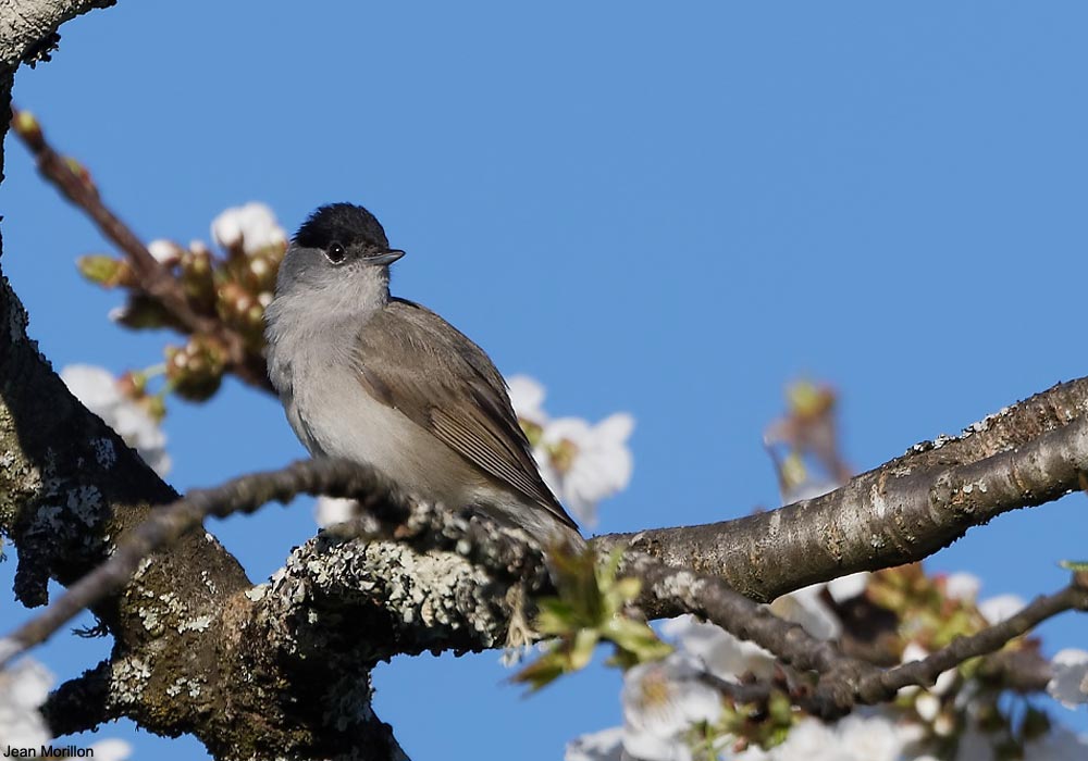 Un Petit Oiseau Qui Rentre Dans La Maison Signification Un Oiseau Qui Entre Dans La Maison Signification | Ventana Blog