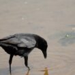 Corneille noire au bord d’une lagune