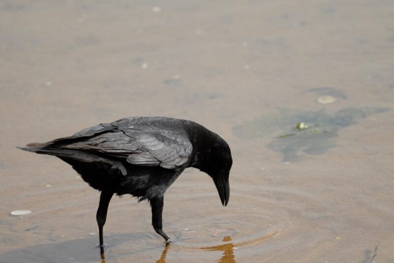 Corneille noire au bord d’une lagune