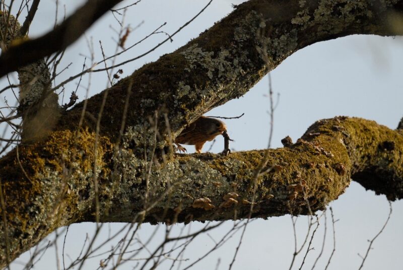 Faucon crécerelle ayant attrapé un lézard