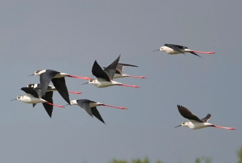 Echasses blanches dans l’Eure