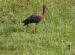 1-Ibis falcinelle | Plegadis falcinellus | Glossy Ibis