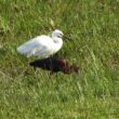 Ibis falcinelle et Aigrette garzette en Corse