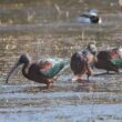 Ibis falcinelles en Camargue